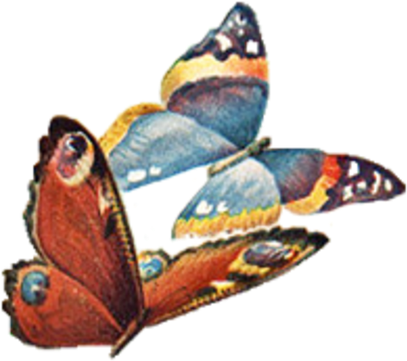 Vintage Butterfly No Back Facing Left Image - Transparent Vintage Butterfly (600x540)