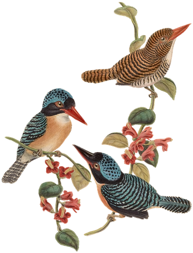 Bird, Birds, Branch, Flowers, Vintage, Isolated - Transparent Png Vintage Birds (506x720)