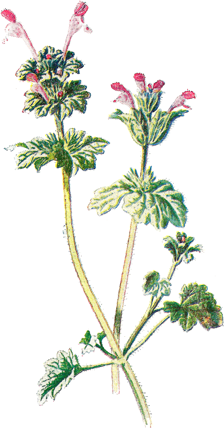 Flower Drawing Clip Art - Flower Drawing Clip Art (982x1600)
