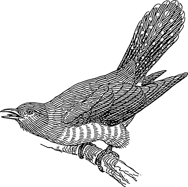 Perched Drawing, Branch, Wings, Tail, Cuckoo, Feathers, - Cuckoo Clip Art (640x637)