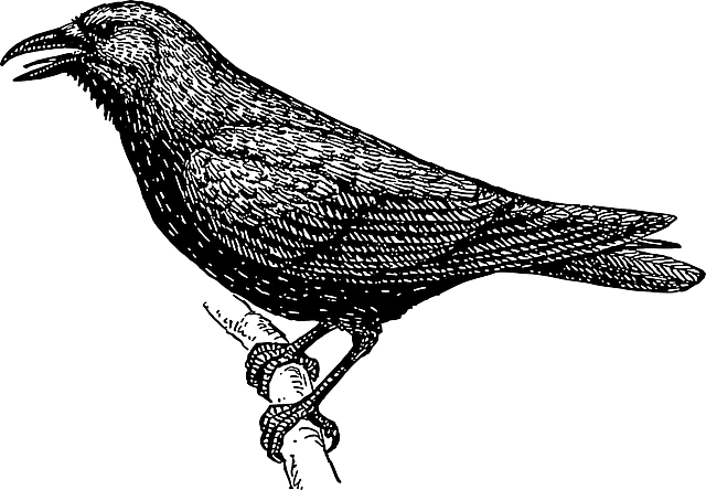 Image Drawing Bird Branch Crow Wings Tail Feathers - Crow In Black And White (640x444)