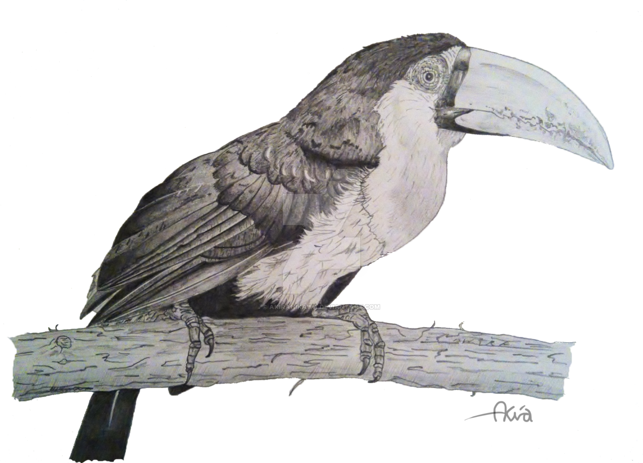 Tropical Bird Drawing - Drawings Of Tropical Birds (1280x921)
