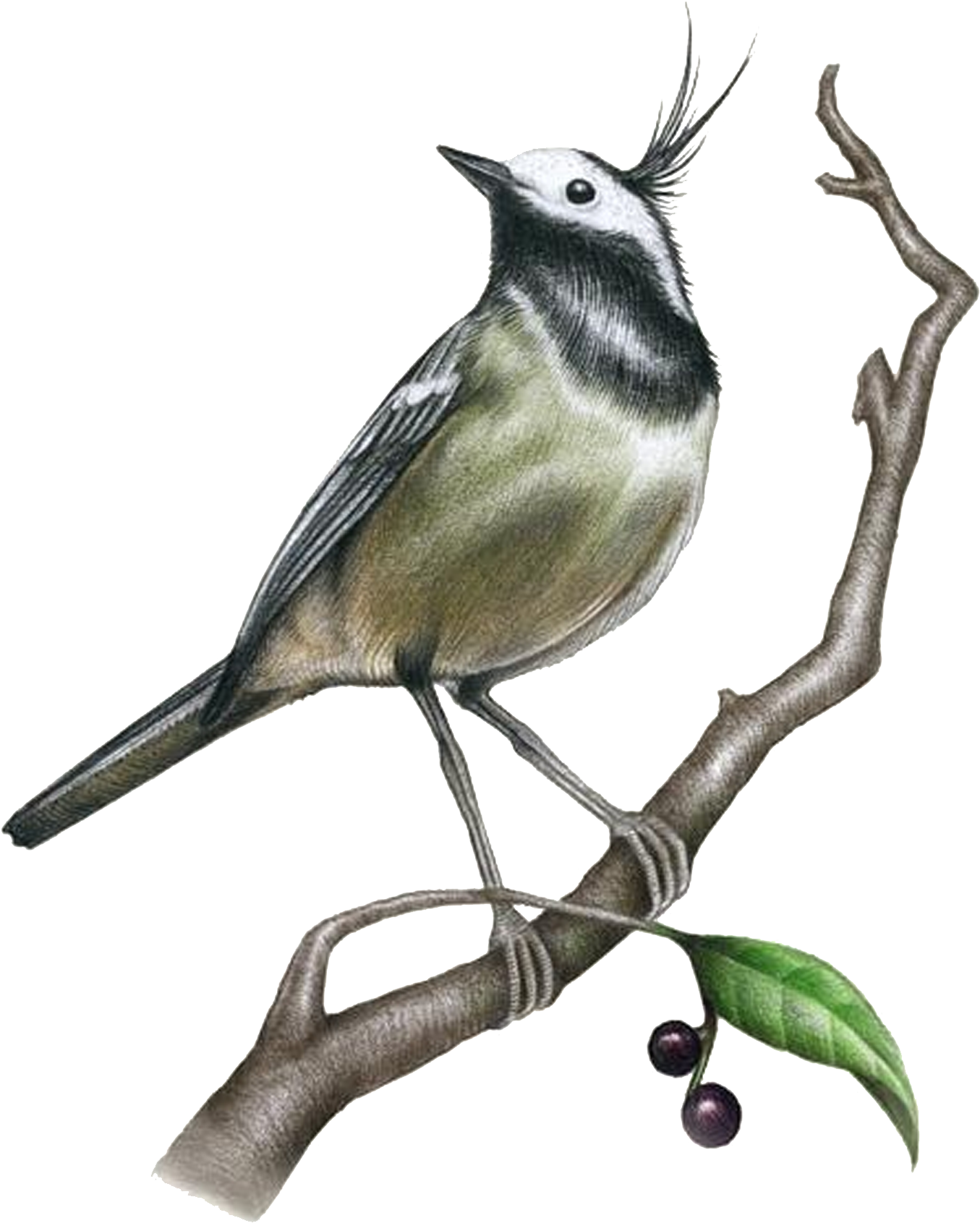 Drawing Painting Bird Illustration - Drawing Painting Bird Illustration (1604x1772)