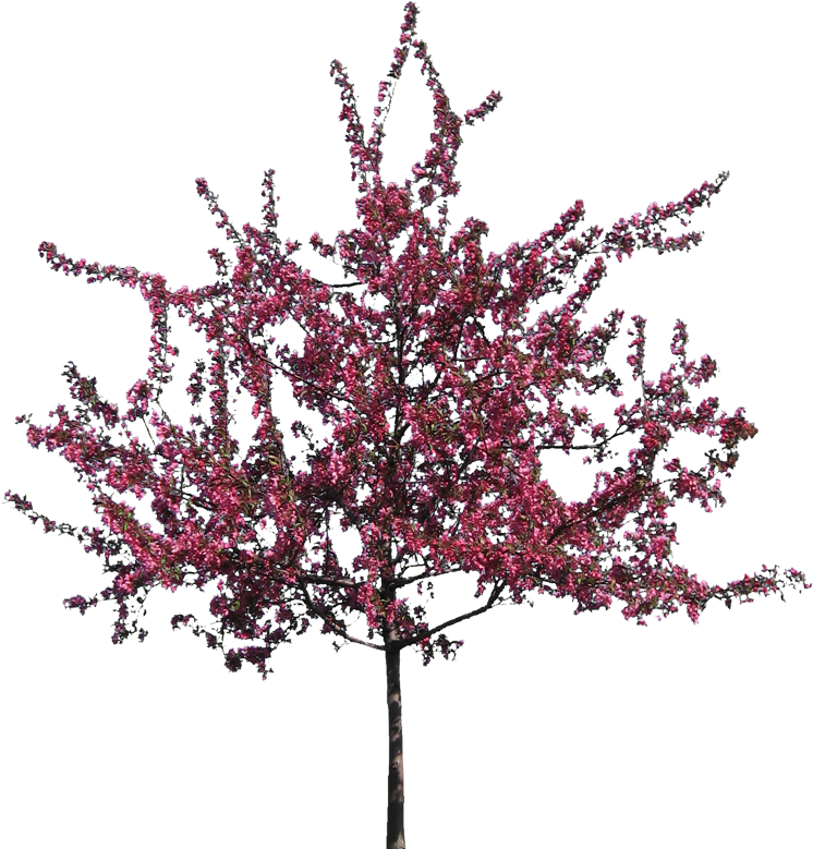 V - 8 - 7 740 - 0 Kbytes, Dvz - Flowering Trees - Crab Apple Tree (800x800)