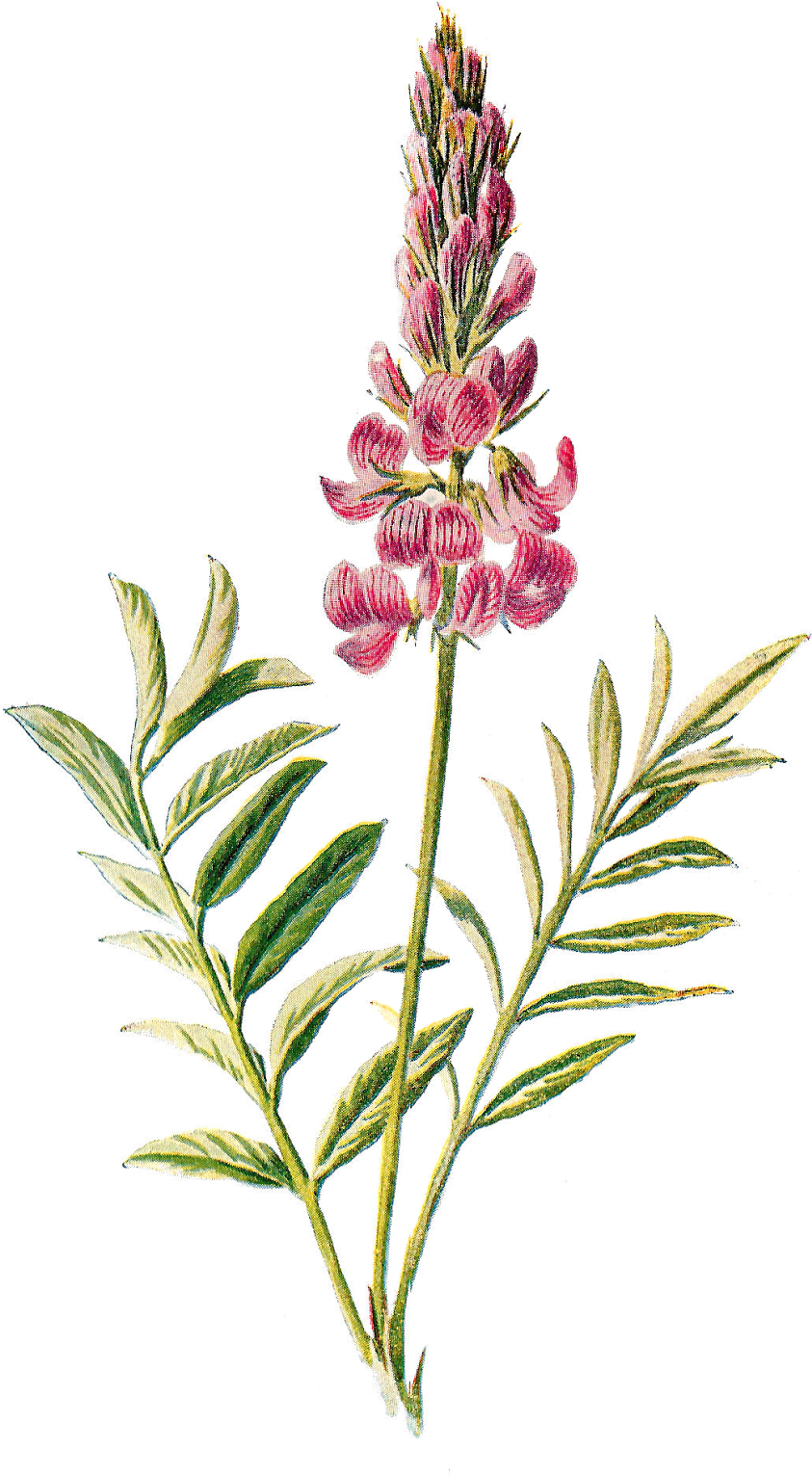 Wildflower Image Flower Illustration - Wildflower Image Flower Illustration (962x1600)