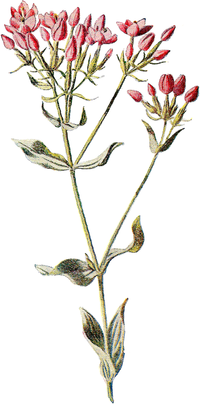 Familiar Wild Flowers Botany Wildflower Botanical Illustration - Flowers Vintage Illustration Png (952x1600)