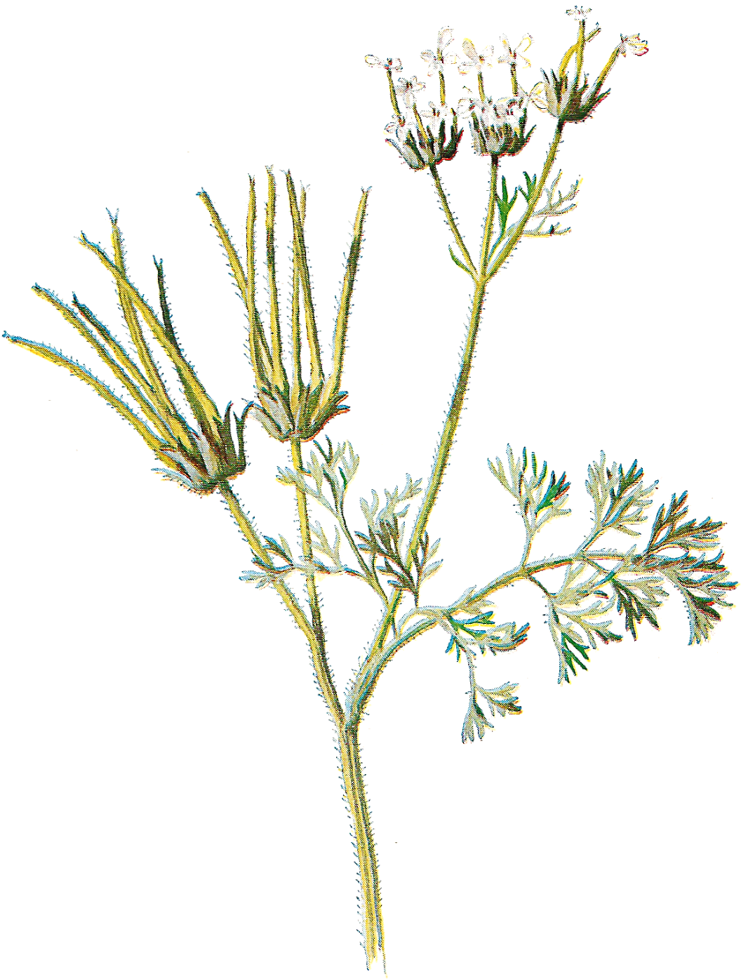 Wildflower Clipart Different Flower - Antique Print Of Shepherds Needle Editorial Wild Flower (1245x1600)