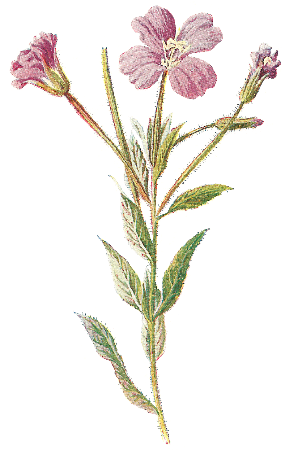 Sweet Wildflower Clip Art Medium Size - Sweet Wildflower Clip Art Medium Size (1110x1600)