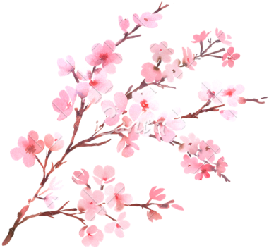 Cherry Blossom Clipart Png Photos Png Images - Cherry Blossom Watercolor Png (400x367)