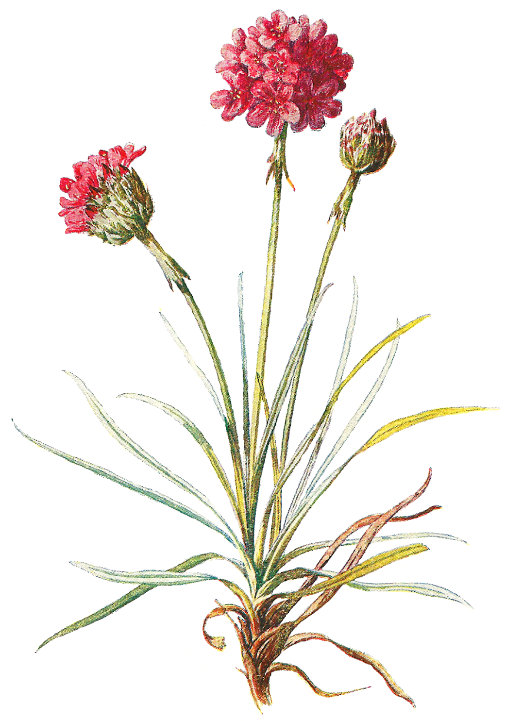 Wildflower Clipart Botanical Illustration - Armeria Maritima Ilustration (1195x1600)