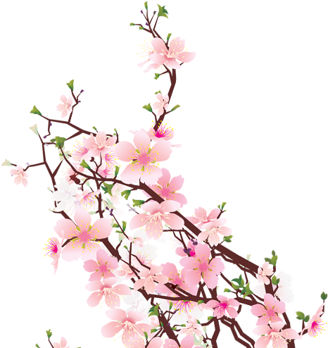Cherry Blossom Png Images Free Icons And Png Backgrounds - Gadgets-galaxy Gg10761 Bird Feeder House, 4 Suction (593x503)