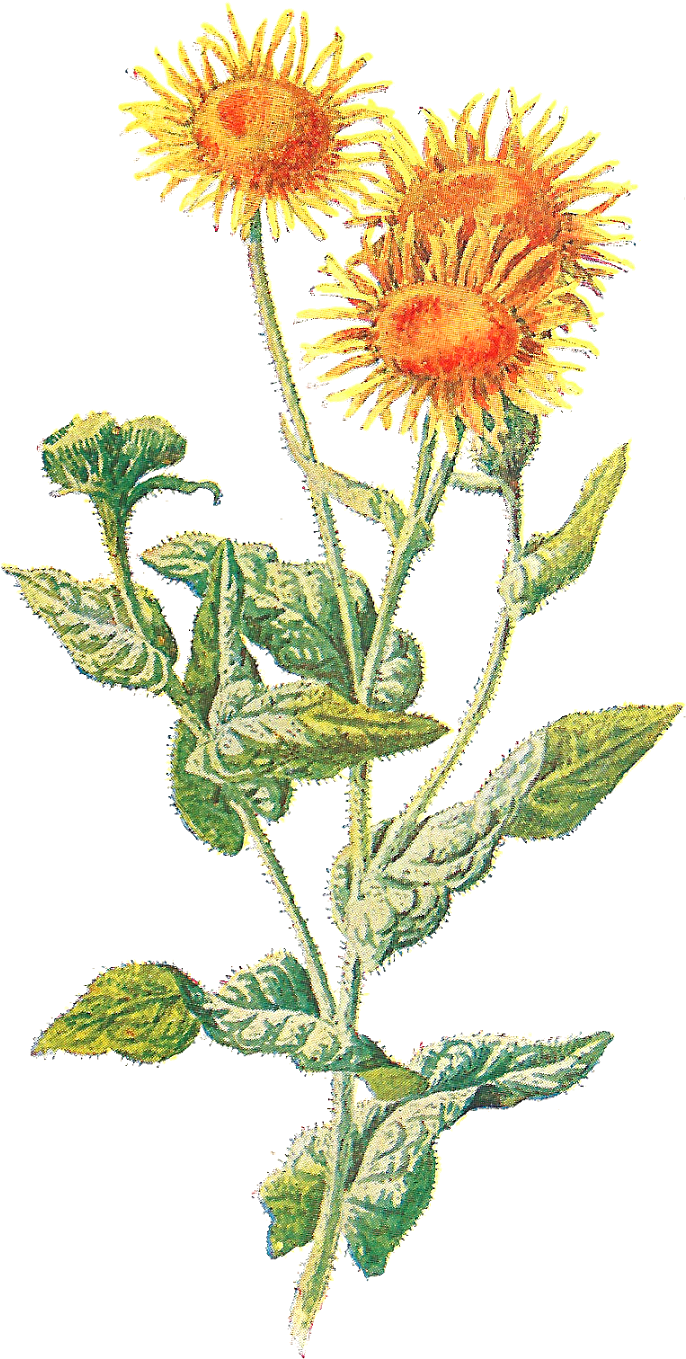Wildflower Clipart Yellow Flower - Vintage Flower Transparent Yellow (1011x1600)