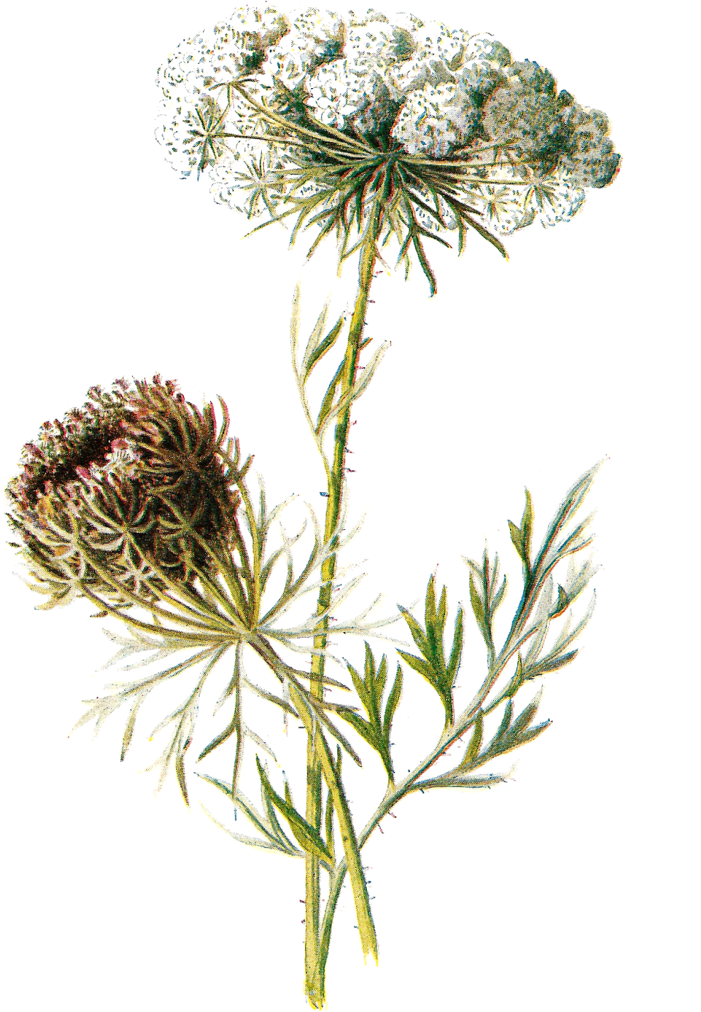 Vintage Clipart Wildflower - Botanical Illustration Transparent Background (1082x1600)