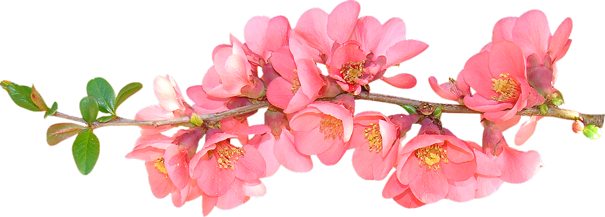 Spring Flowers Transparent Background (1200x431)