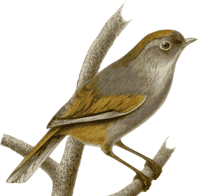 Twig Sparrow, Bird, Feathers, Animal, Brown, Sitting, - Nightingale Png (640x634)