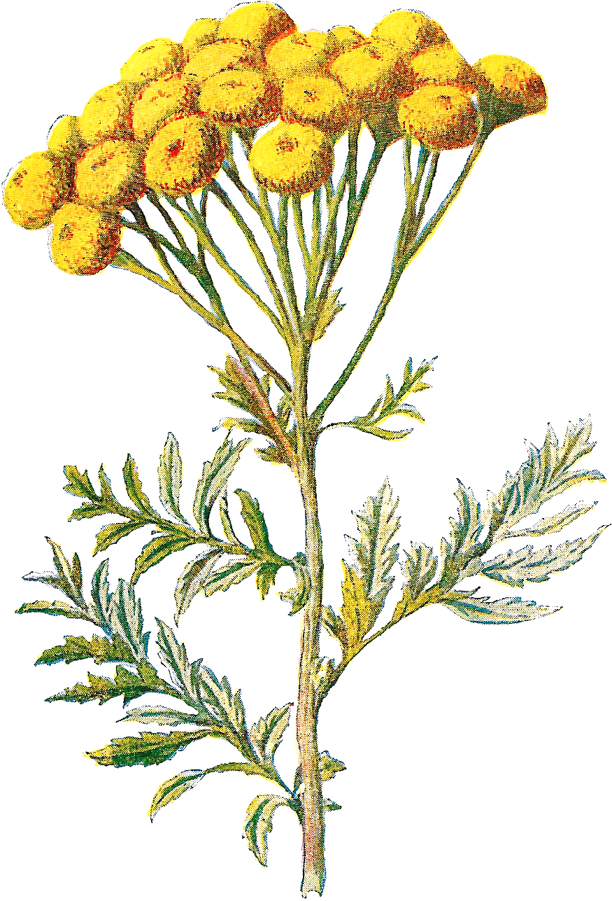 Wildflower Clip Art - Wildflower Clip Art (1120x1544)