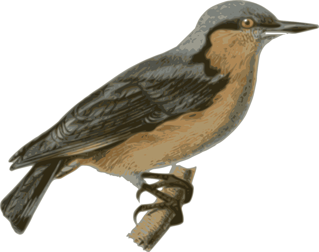Free Stock Photo - Perched Bird Transparent (1280x1010)