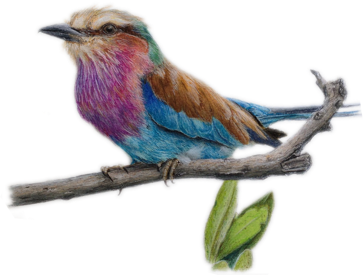 Drawing Colored Pencil Watercolor Painting Sketch - Drawing Colored Pencil Watercolor Painting Sketch (766x639)