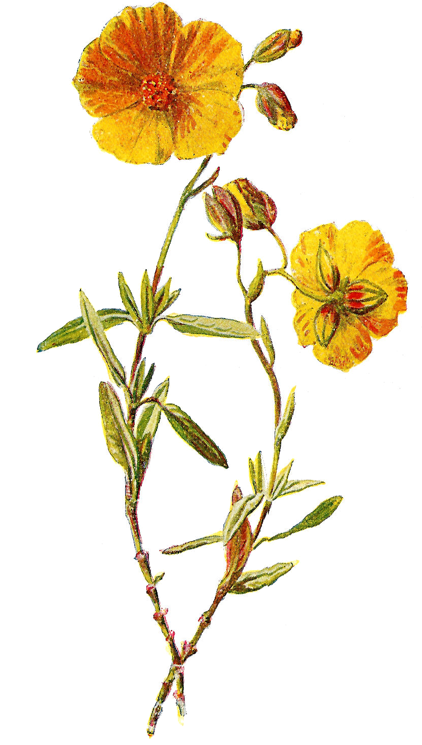 These Two Lovely Wild Flower Illustrations Are From - Yellow Flowers Illustration Png (877x1584)