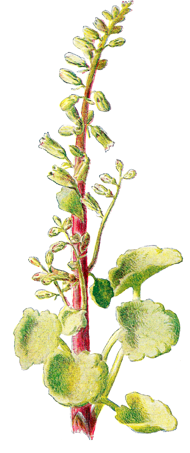 Free Wildflower Graphic - Wildflower (728x1600)