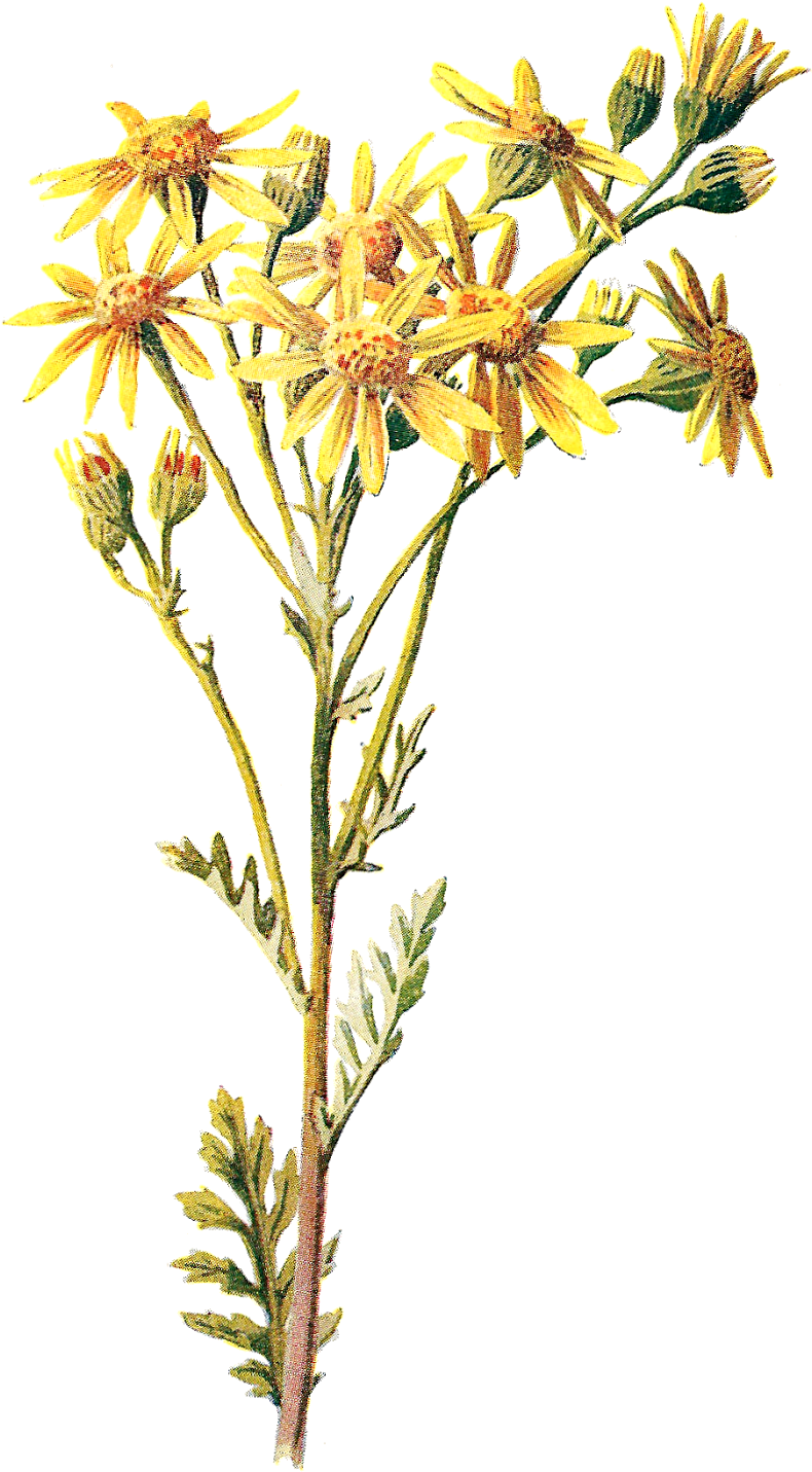 Wildflower Clipart Yellow Flower - Wildflower (949x1600)