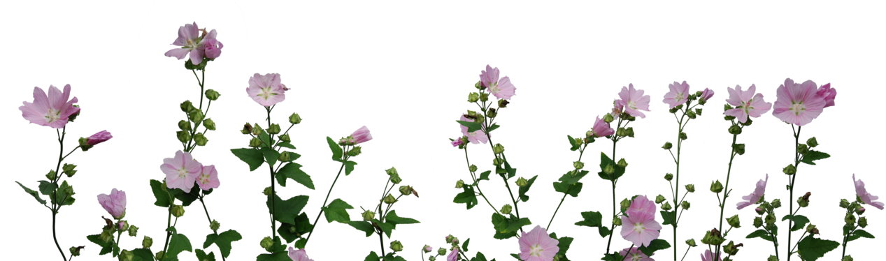 4 Picture, Alley Of Flowering Trees - Flower And Plant Png (1280x373)
