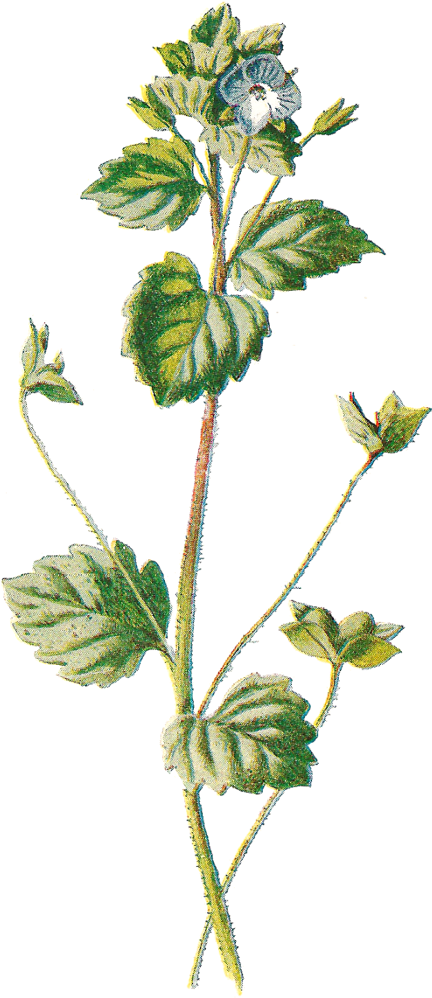 Wildflower Clipart Botanical Illustration - Botanical Vintage Illustrations Png (799x1600)