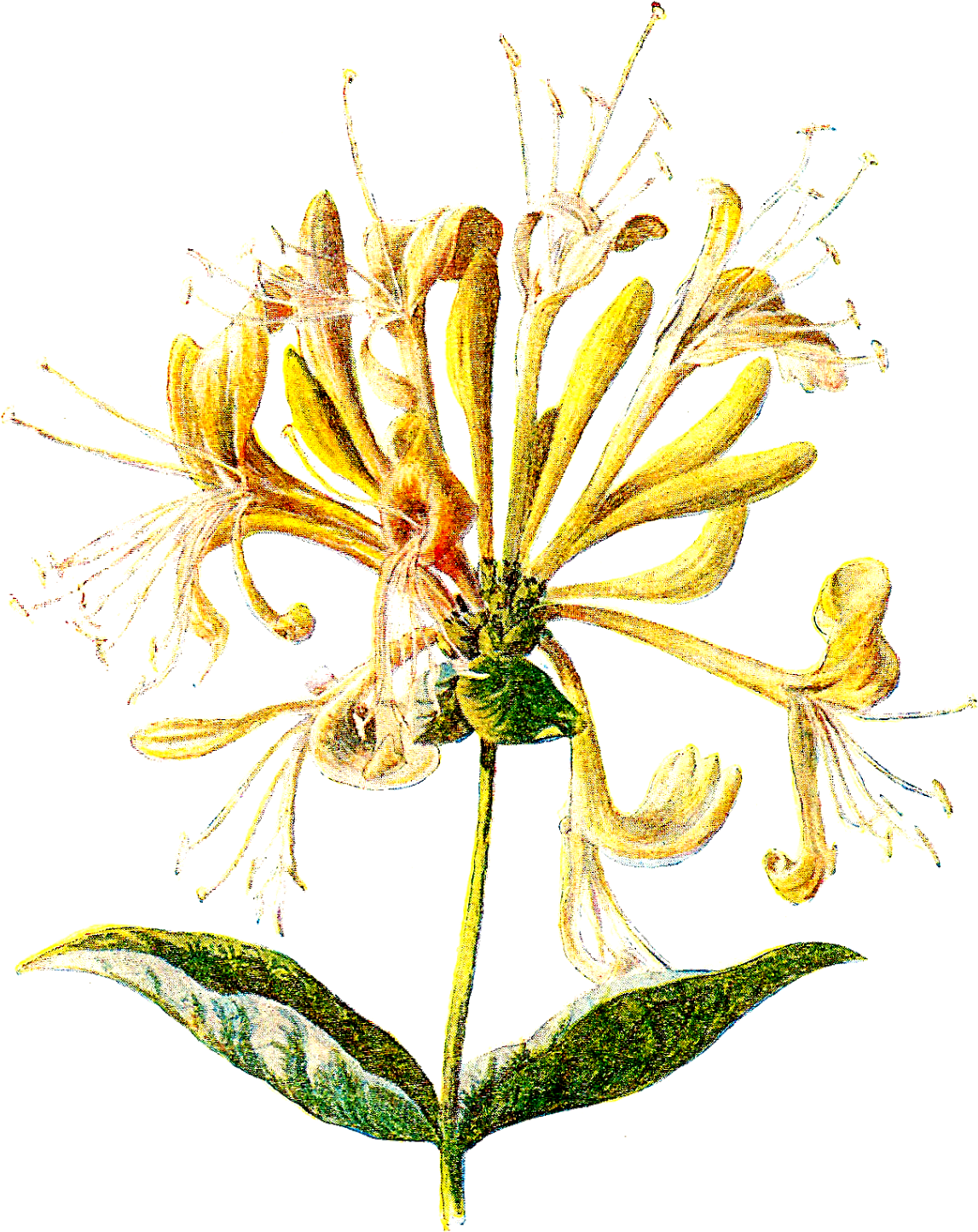 Wildflower Lonicera Hispidula Clip Art - Wildflower Lonicera Hispidula Clip Art (1292x1600)