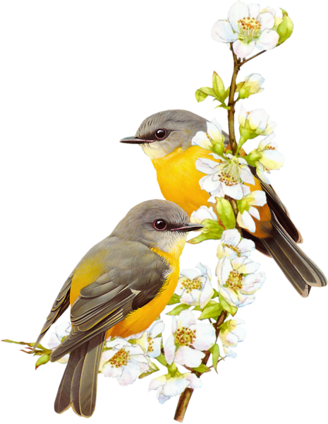 Apricot Branches Of Small Yellow Bird - Birds Paintings Png (465x600)