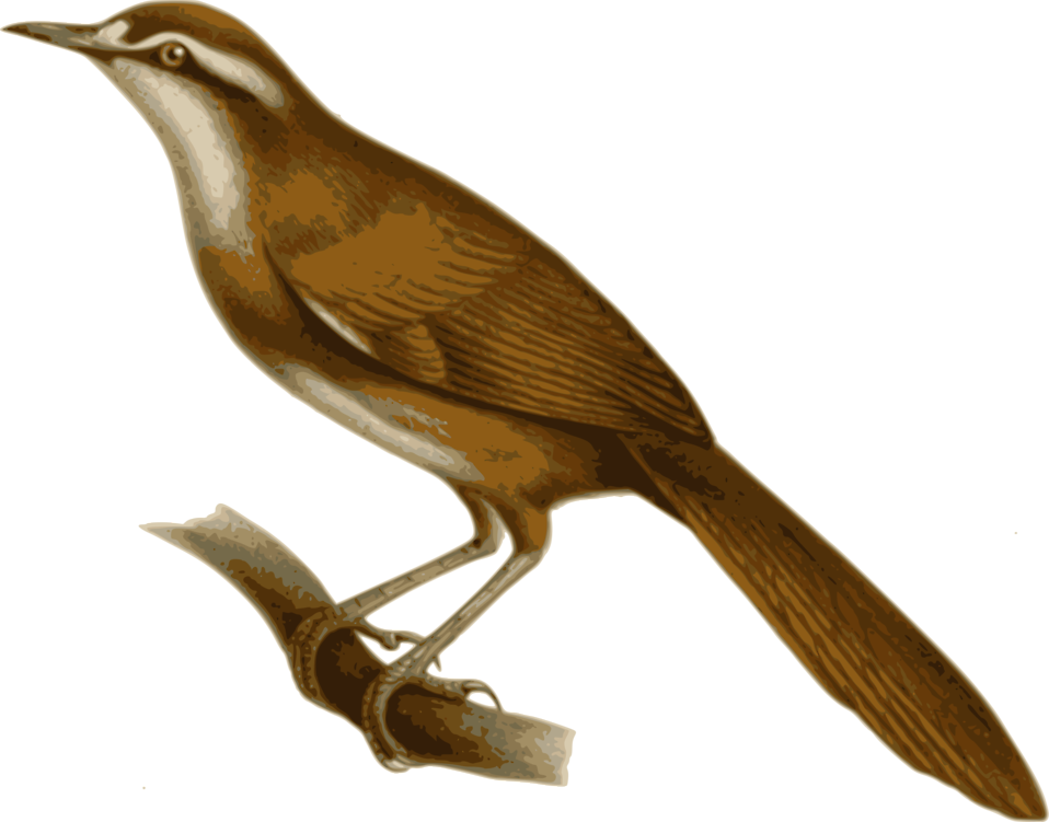 Bald Eagle Illustration - Burung Bul Bul Kartun (958x751)