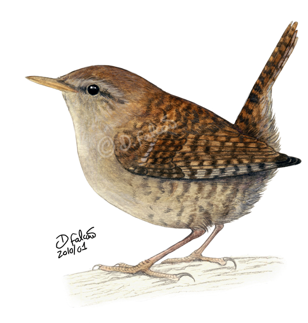 Wren Clipart Small Bird - Wren Png (677x650)