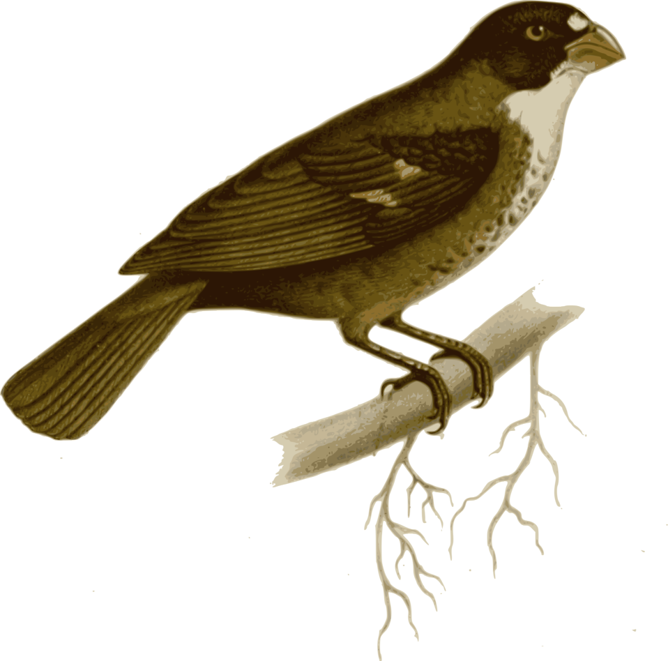 Bird On Branch Clip Art At Clker - Maya Bird Drawing (800x791)