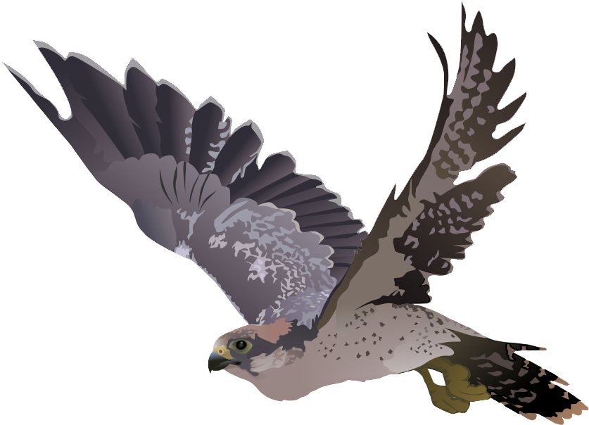 Falcon On A Tree Branch - Falcon Transparent Png (984x681)