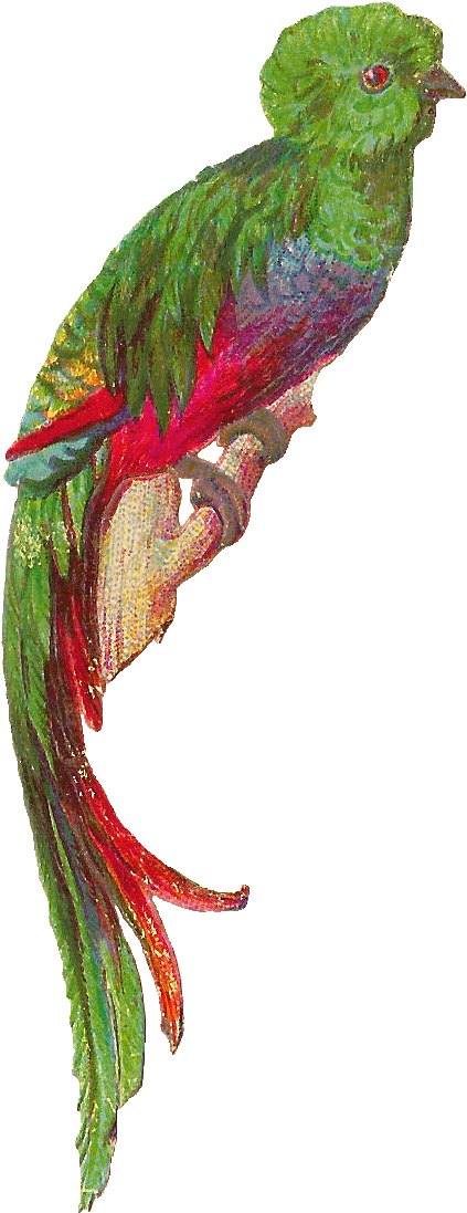 Clip Arts Related To - Quetzal With No Background (685x1311)