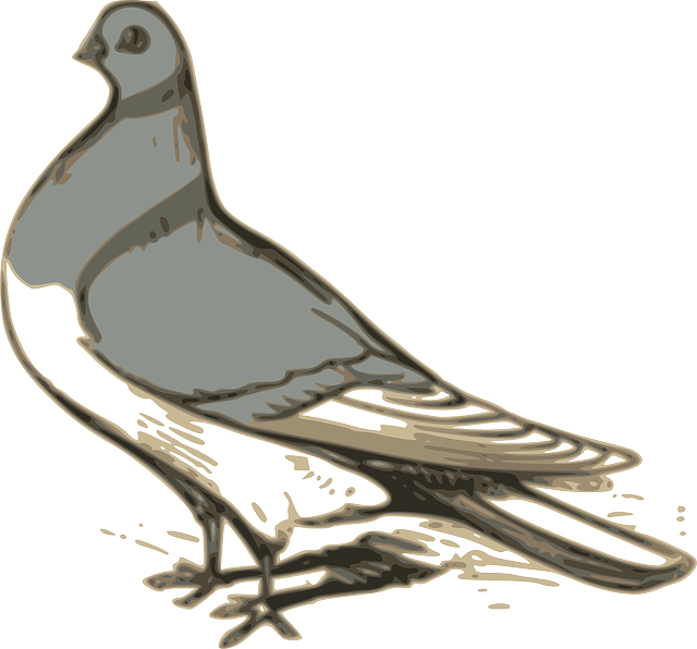 Grey Drawing, Feather, Cartoon, Birds, Bird, Grey - Gambar Buruk Merpati Animasi (640x596)