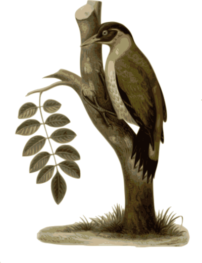 Free Stock Photos - Bird (400x521)