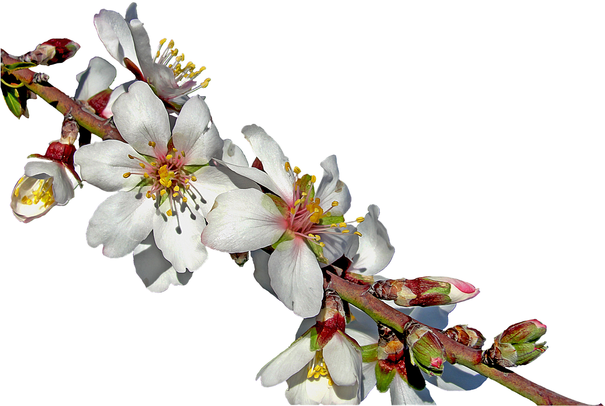 Almond Flower Png (1280x992)
