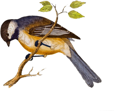 Αποτέλεσμα Εικόνας Για Для Детей - Bird In Ceramic Tile (512x512)