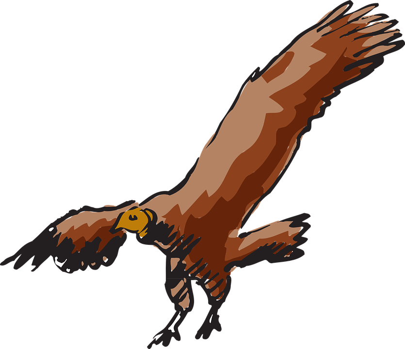 Fly Drawing, Bird, Flying, Wings, Art, Vulture, Fly - Clipart Vulture (835x720)
