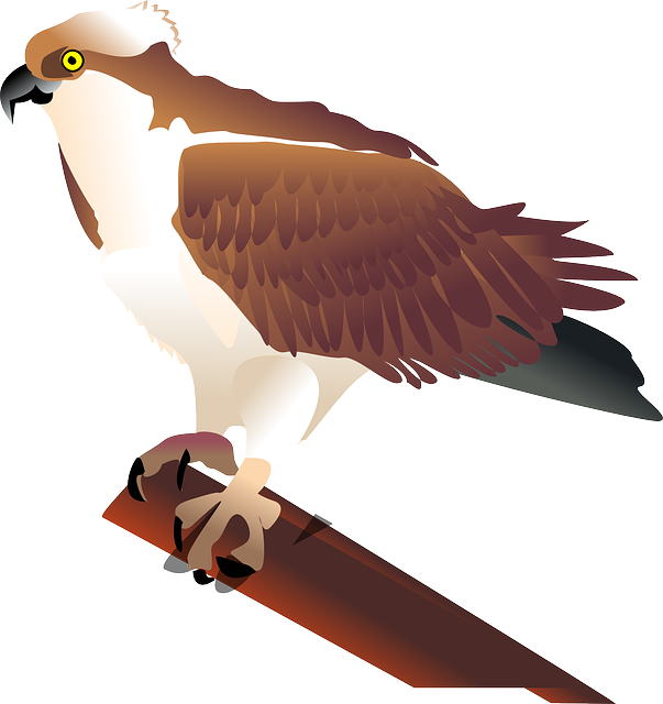 Hawk, Bird, Branch, Media, Image - Jastrząb Clipart (603x640)