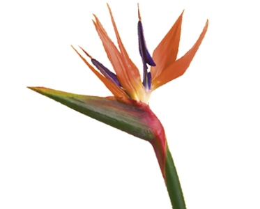 Birds Of Paradise Flowers Bird Of Paradise Flower Meaning - Bird Of Paradise Flower (400x300)