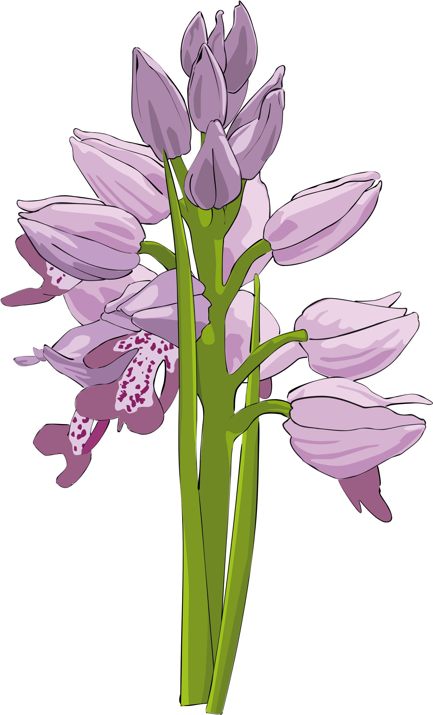 Wild Orchid - Wild Orchid Clipart (1484x2400)