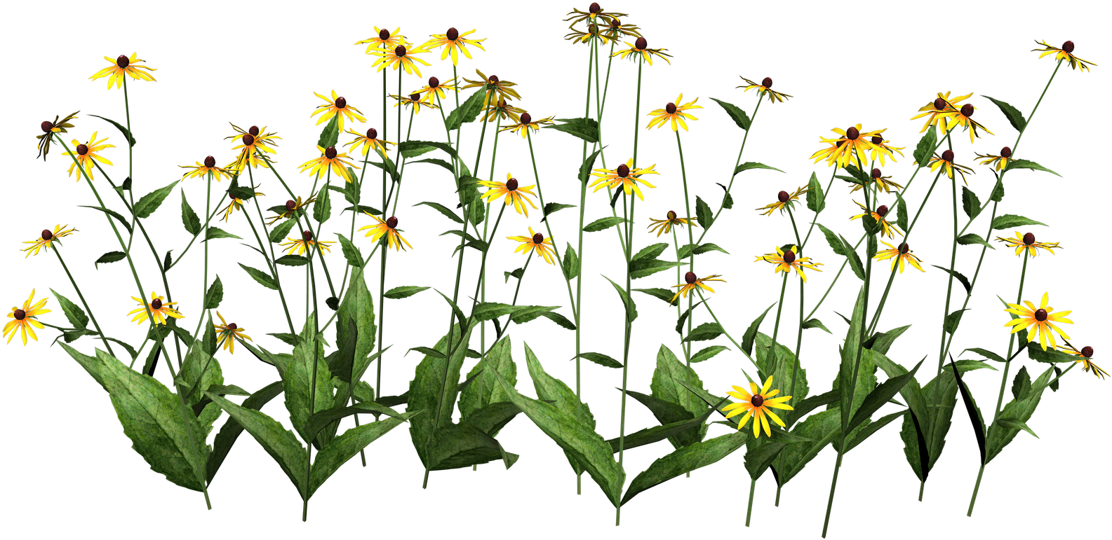 Wildflower Clipart Flowering Plant - New Flowers Baby Onesies (1600x1131)