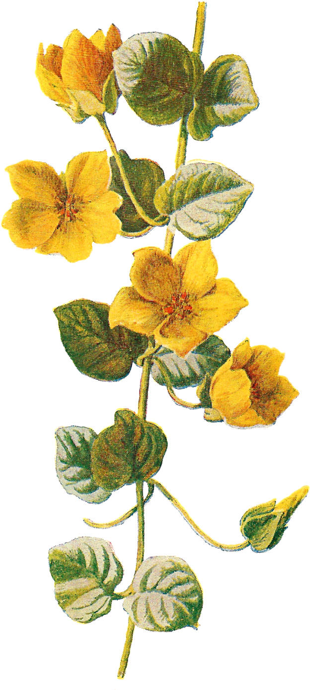 Wildflower Clipart Different Flower - Botanical Flowers Png (903x1600)