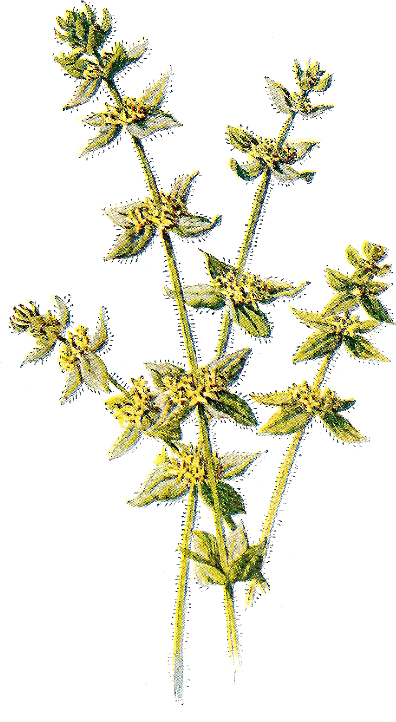 This Is A Beautiful Digital Graphic Of The Wildflower, - Clip Art (952x1600)