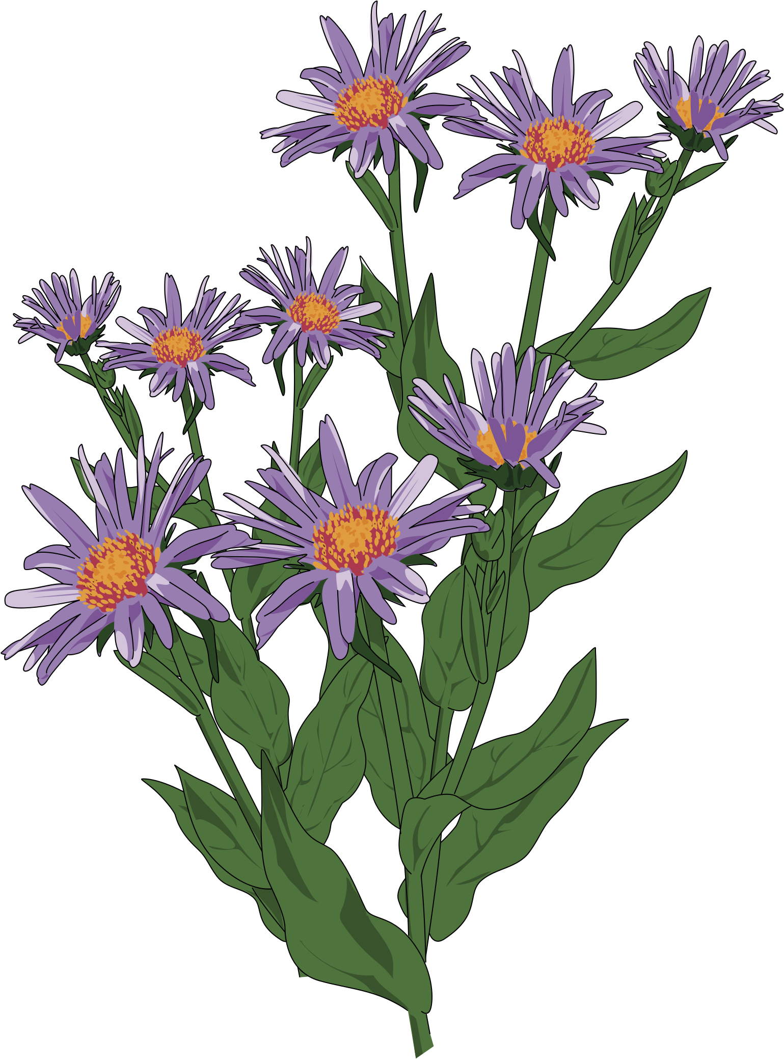 Clipart - - Wild Flower Clip Art (1714x2400)