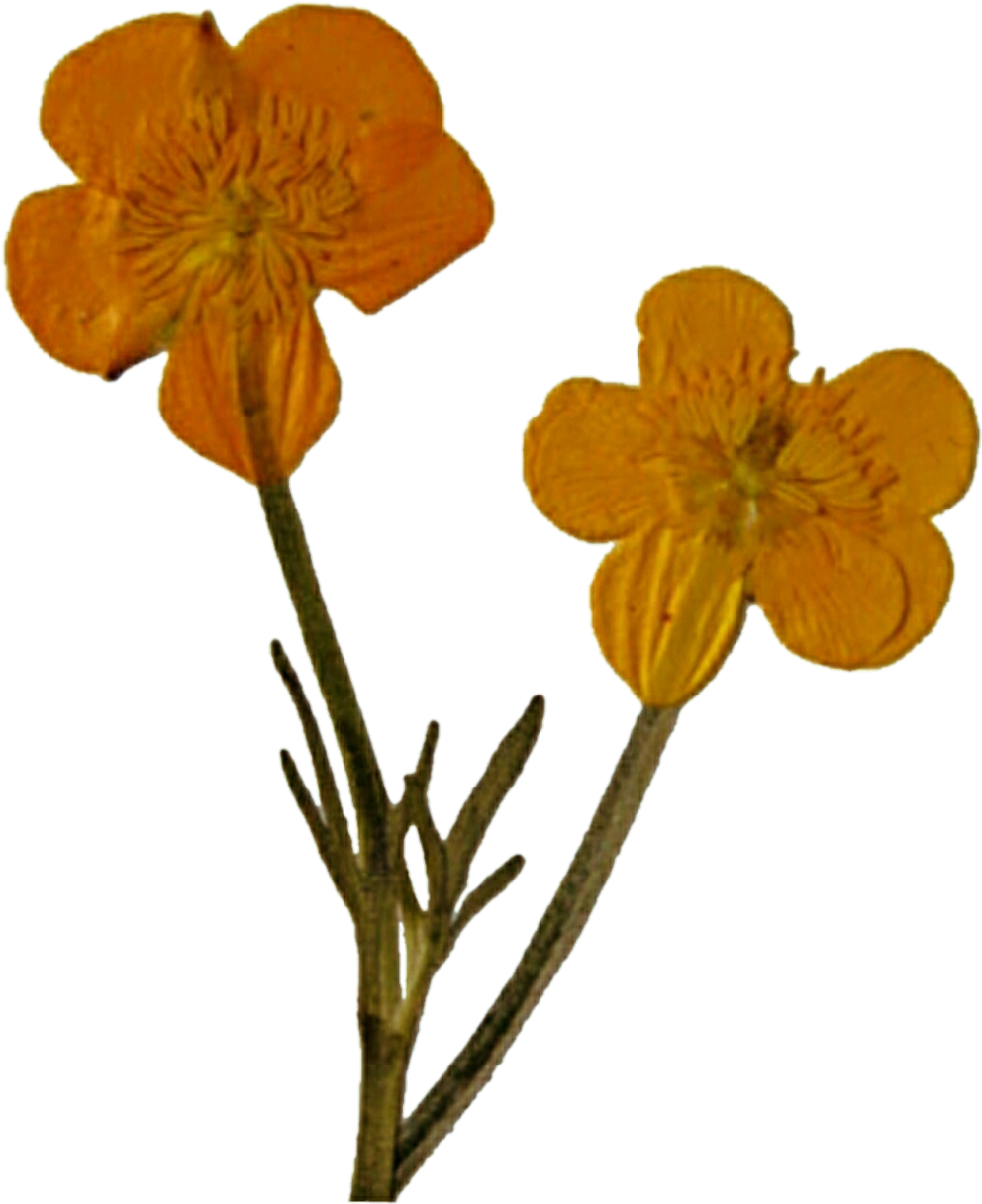 Pressed Yellow Wild Flowers By Jeanicebartzen27 Pressed - Lily (1024x1248)
