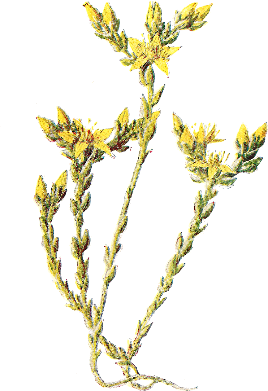 Free Digital Flower Clip Art - Clip Art (1065x1600)