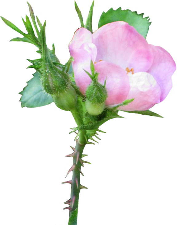 Prickly Rose Clipart - Rose (635x768)