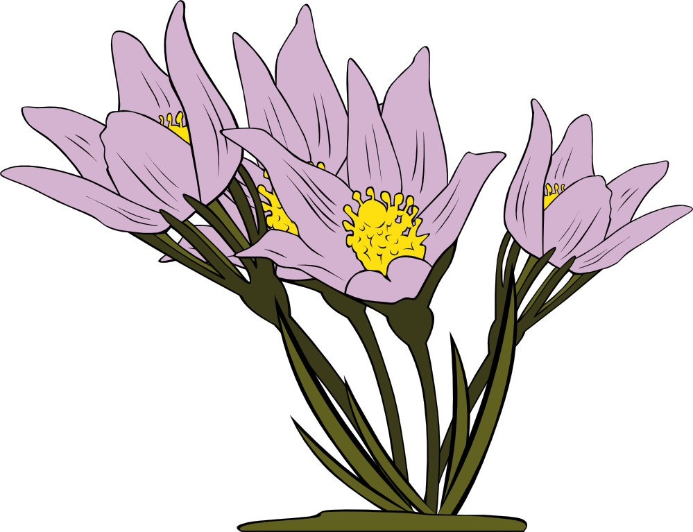 Crocus Clipart Wild Flower - Garden Flowers Coloring Book: Relaxing Coloring Pages (1000x768)